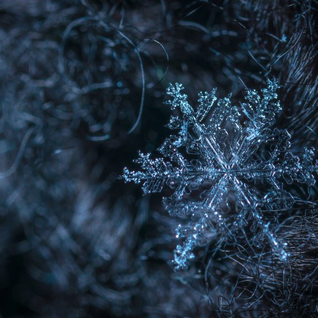 macro photography of snowflake